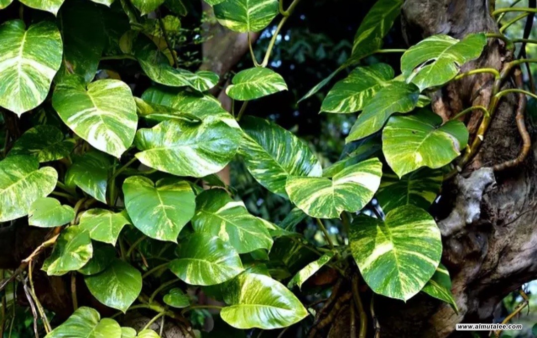 post-image